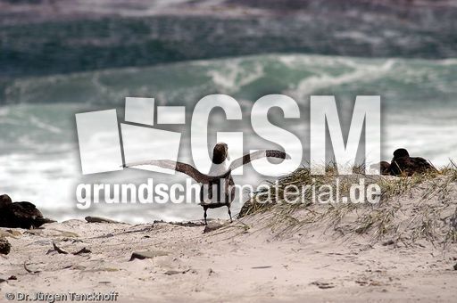 Riesensturmvogel (20 von 32).jpg